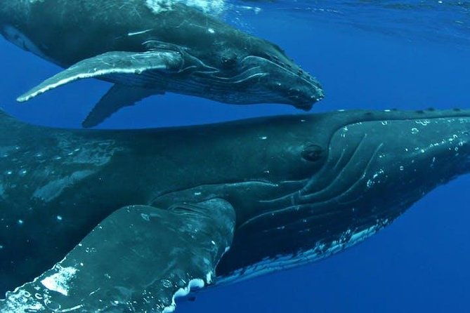 whale-watch-excursion-from-the-big-island