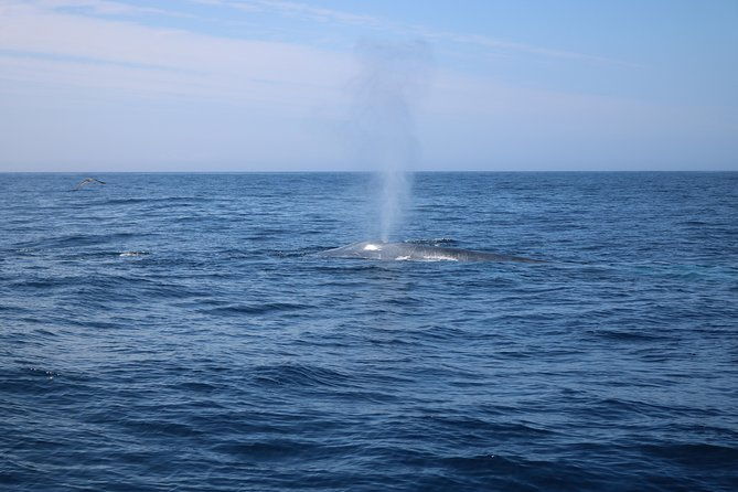 whale-watching-and-jeep-tour