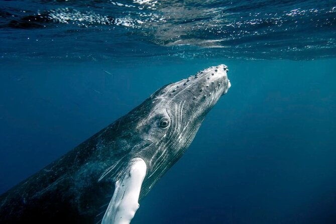 whale-watching-at-samana-bay-bacardi-island-beach