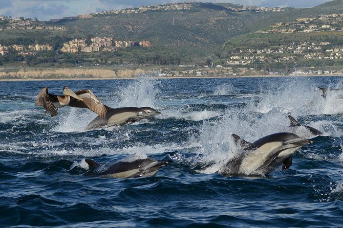 whale-watching-cruise-from-newport-beach