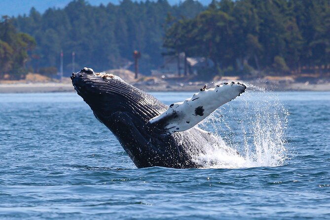 whale-watching-deception-pass-tour-from-seattle