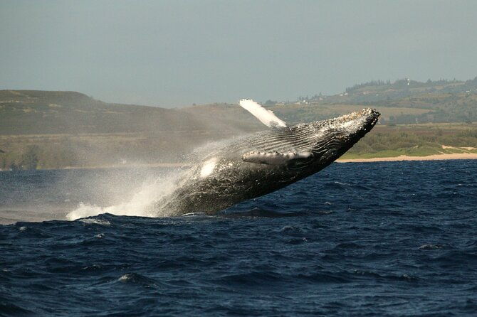 whale-watching-expedition-on-kauai