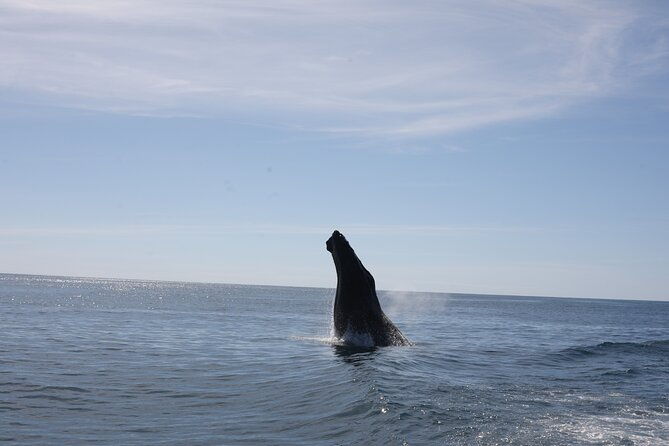whale-watching-experience-marino-ballena-national-park