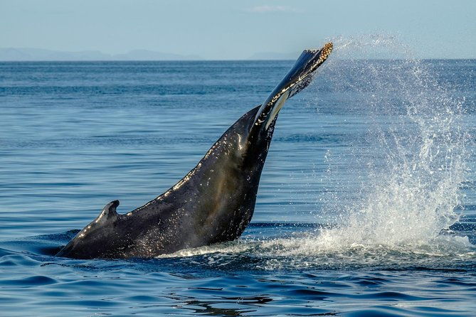 whale-watching-from-the-heart-of-akureyri-4