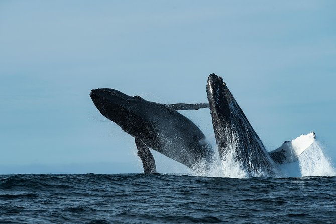 whale-watching-monterey-bay-semi-private-limited-to-6-people-max