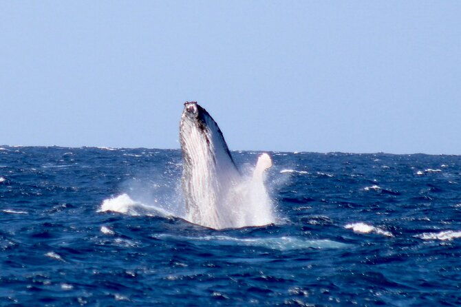 whale-watching-on-big-island