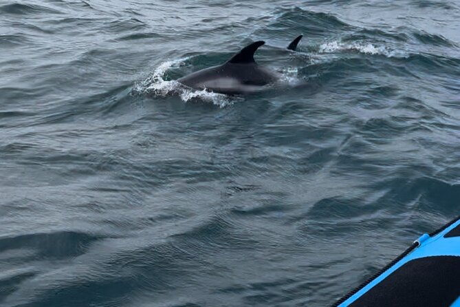 whale-watching-rib-boat-adventure-in-kopavogur-iceland