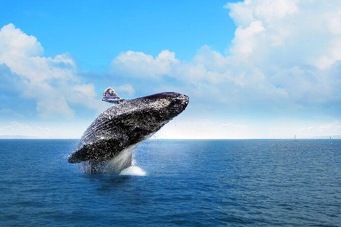 whale-watching-tour-in-samana