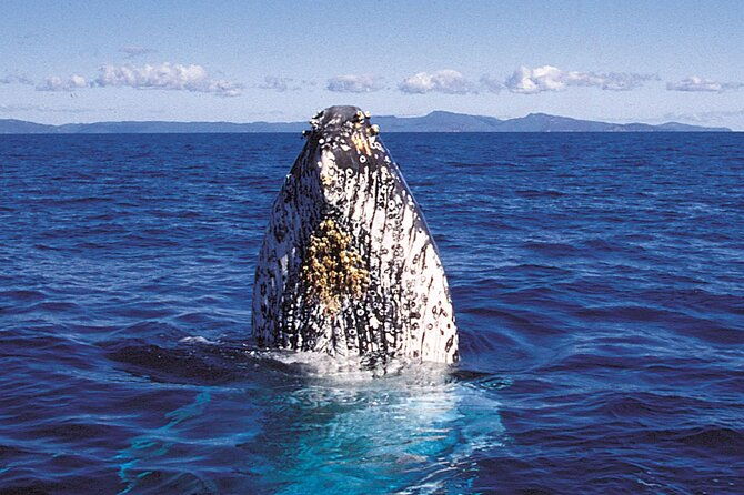 whalewatch-deluxe-tour-from-maalaea-harbor-2