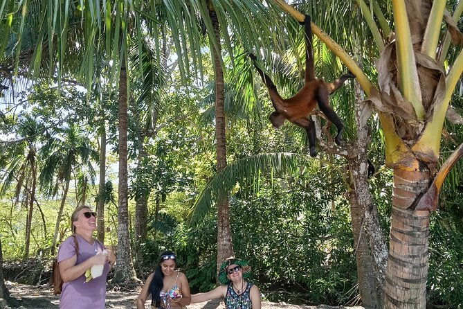 white-sand-beach-jaco-snorkel-adventure-with-monkey-tour