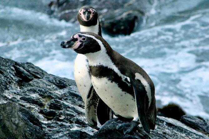 wild-penguinsbirdssandboardchilean-drinks-food-from-valpo