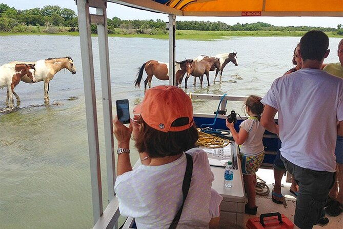 wild-pony-watching-boat-tour-from-chincoteague-to-assateague-2