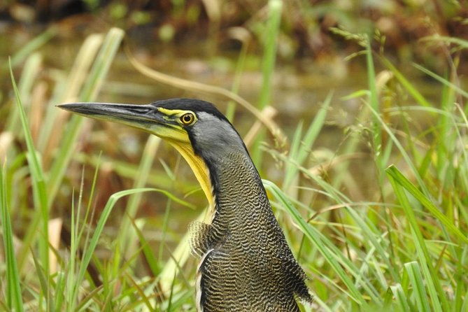 wildlife-safari-boat-tenorio-excellent-bird-watching-tour