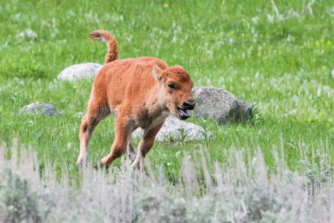 wildlife-wolf-private-tour-with-lunch