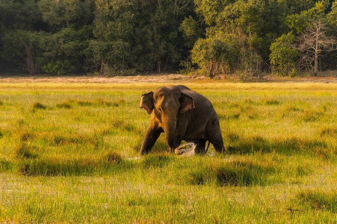 wilpattu-national-park-private-jeep-safari-from-colombo-negombo