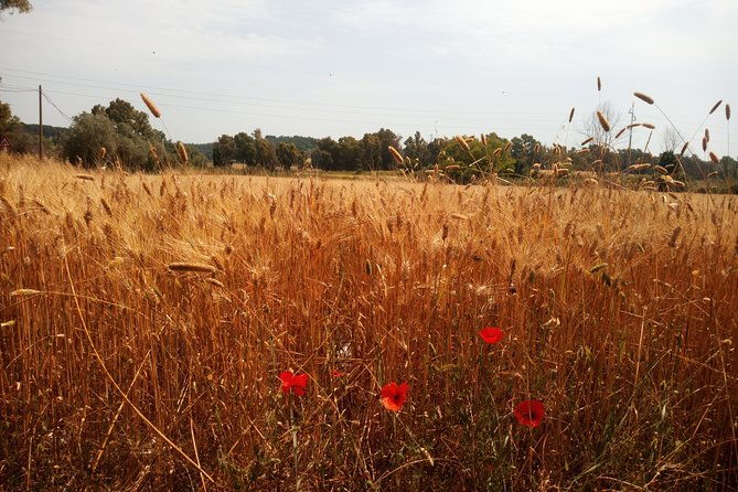 wine-and-cheese-tastings-southern-tuscany-shoreexcursion-from-civitavecchia-port