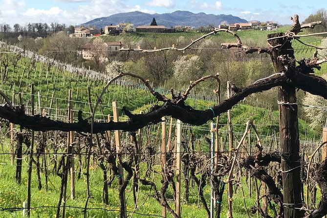 wine-tour-whit-wine-tasting-2