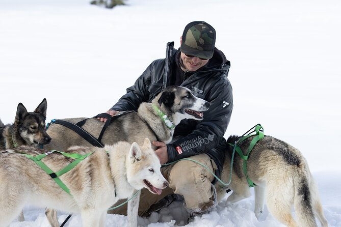 winter-dog-sled-tour-day-or-night
