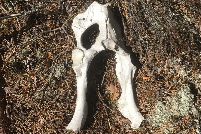 wolf-and-wildlife-tracking-in-sweden