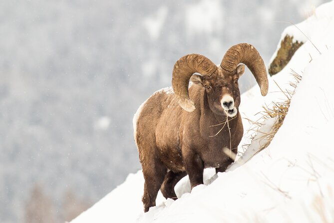yellowstone-full-day-winter-tour-with-optional-hike-or-snowshoe-2