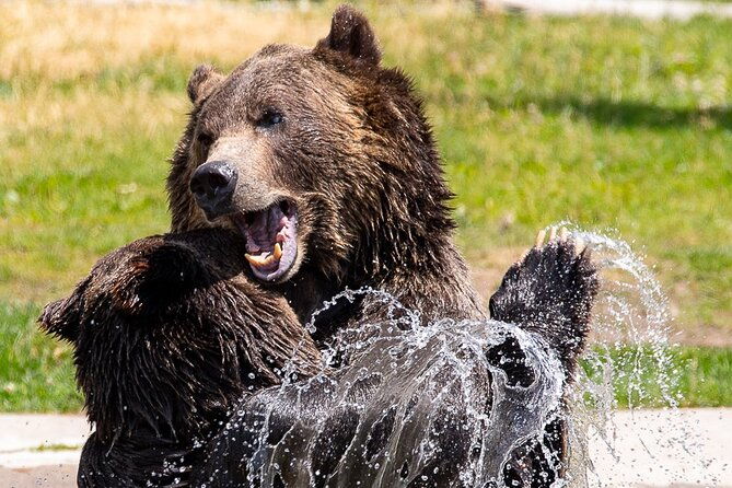 yellowstone-grand-teton-national-parks-small-group-4-day-tour