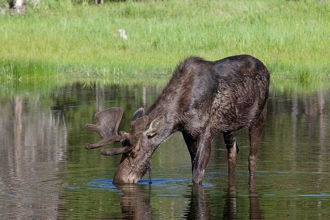 yellowstone-grand-teton-natl-parks-day-tour-private-tour