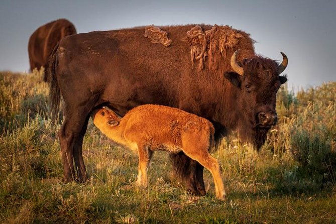 yellowstone-national-park-group-tour-2