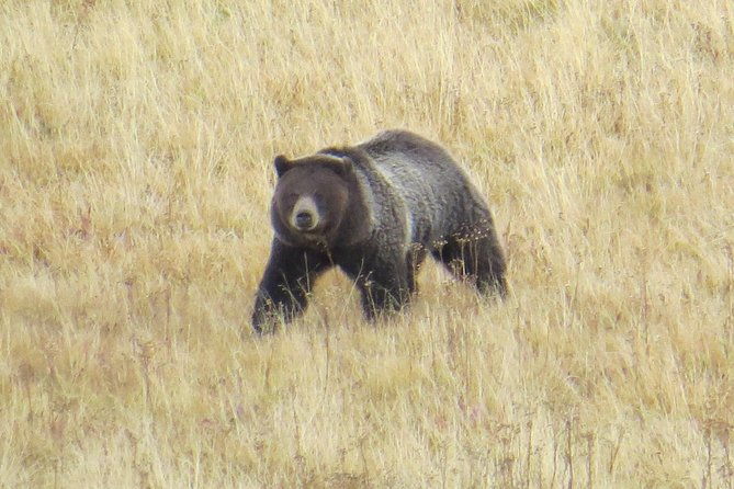 yellowstone-national-park-private-full-day-lower-loop-tour-from-jackson-hole