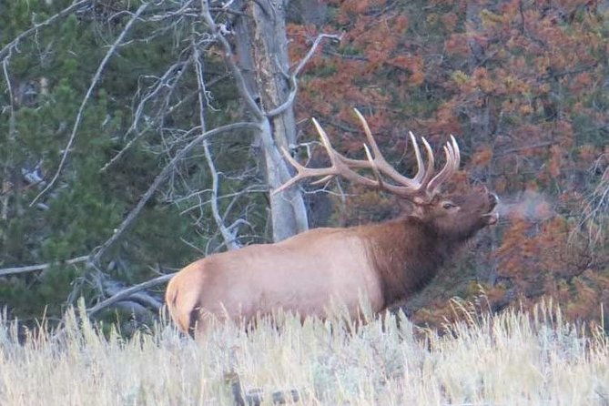 yellowstone-national-park-private-upper-loop-tour-from-west-yellowstone
