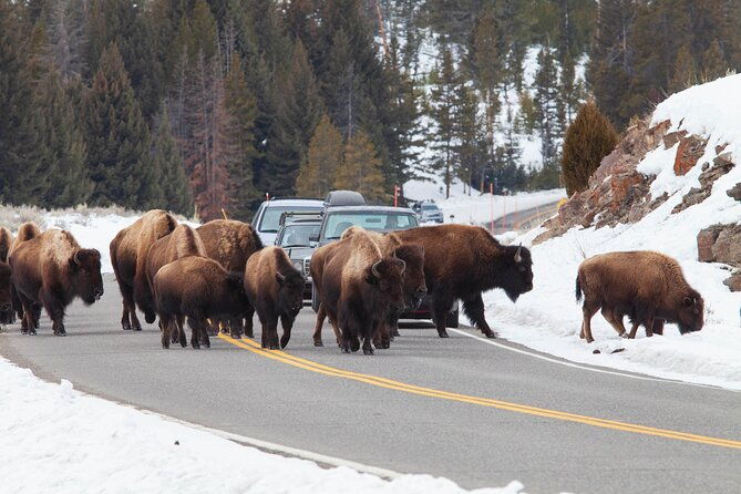 yellowstone-winter-wildlife-safari-from-bozeman-private-tour