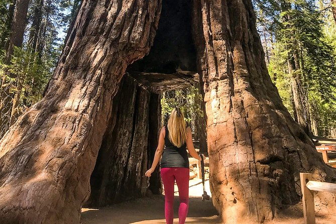 yosemite-and-giant-sequoias-day-tour-2