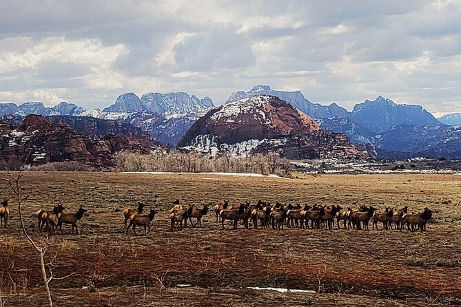 zion-national-park-kolob-terrace-private-1-2-day-sightseeing-tour