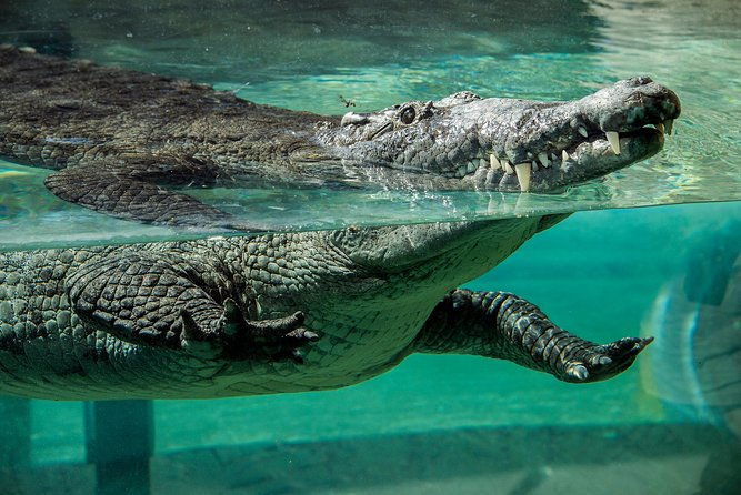 zoo-miami-ticket-with-optional-upgrade