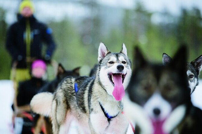 5km-husky-sled-ride-from-levi