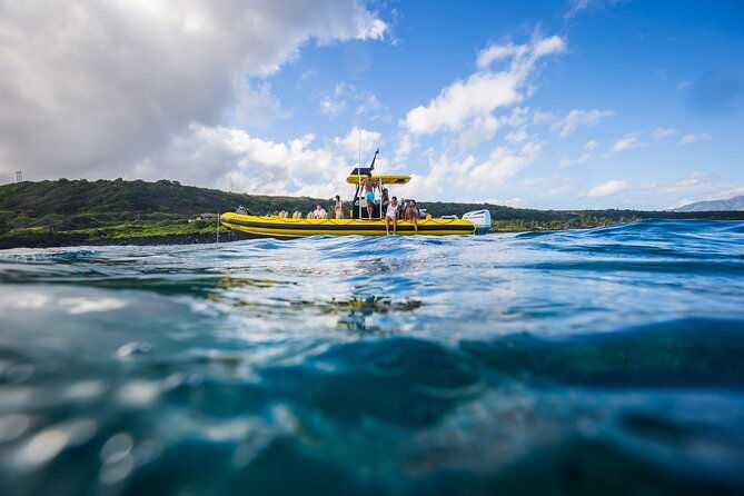 1-5-hour-guided-whale-and-marine-life-tour