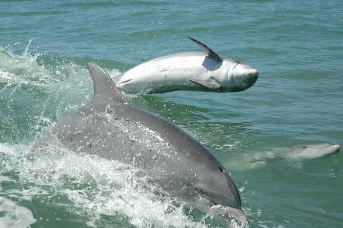 1-hour-dolphin-sightseeing-adventure-cruise-from-madeira-beach