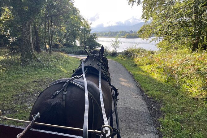 1-hour-guided-carriage-tour-in-killarney-national-park