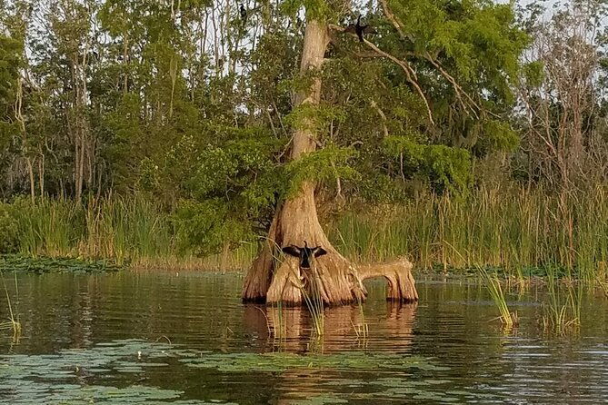 1-hour-historical-wildlife-tour-of-the-famous-chain-of-lakes