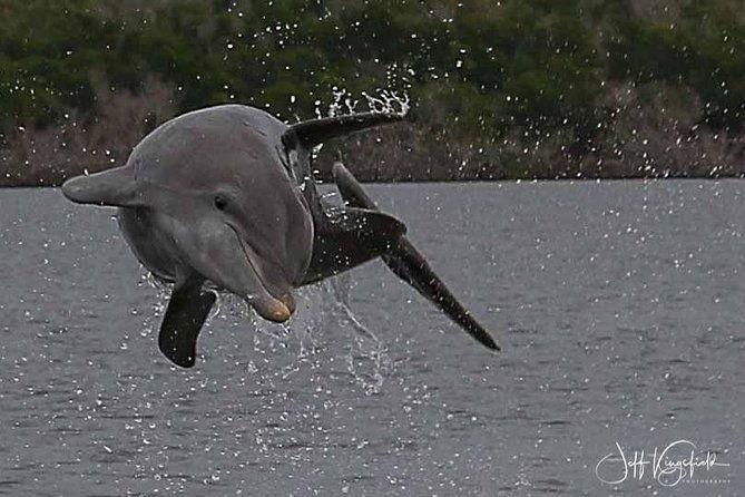 10000-islands-excursion-small-group-3-5-hour-dolphin-shelling-boat-tour