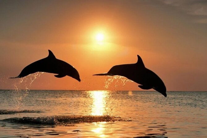 2-hour-dolphin-guided-safari-np-brijuni-from-fazana-2