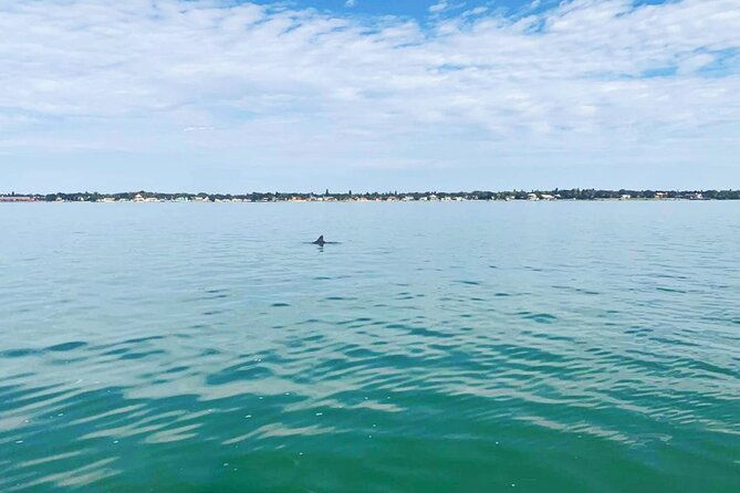 2-hour-dolphin-watching-tour-in-florida