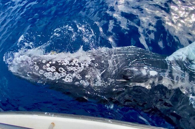 2-hour-lahaina-sunrise-whale-watch