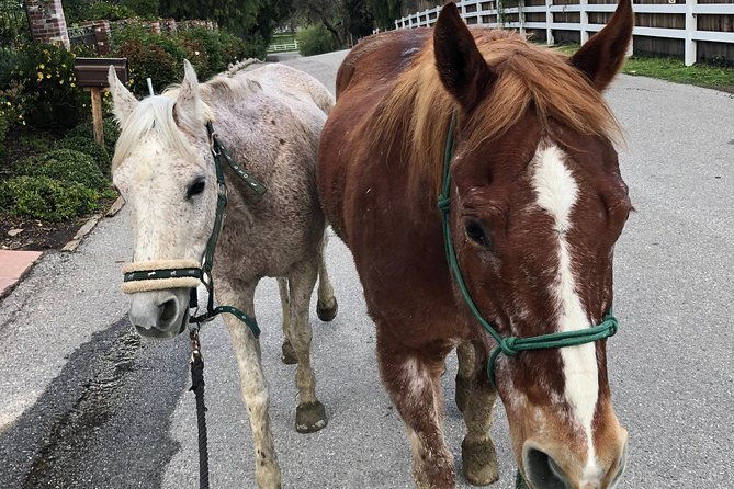2-hour-valentine-horseback-riding-adventure-in-agoura-hills