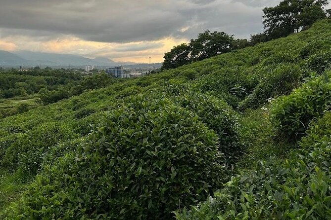 2-hours-tea-house-and-tea-garden-trip-in-ozurgeti-georgia