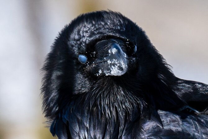 3-day-wildlife-photography-tour-in-yellowstone-national-park
