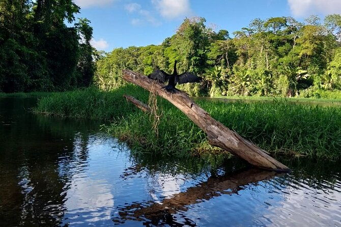 3-hour-experience-through-the-tortuguero-canals