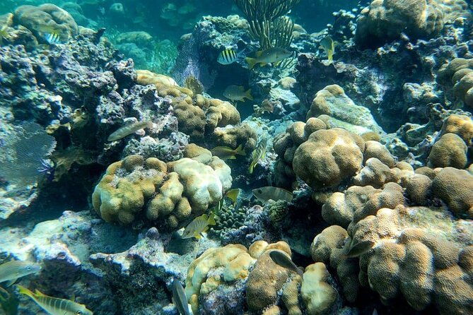 3-hour-guided-jet-ski-snorkeling-tour-on-san-pedro-barrier-reef
