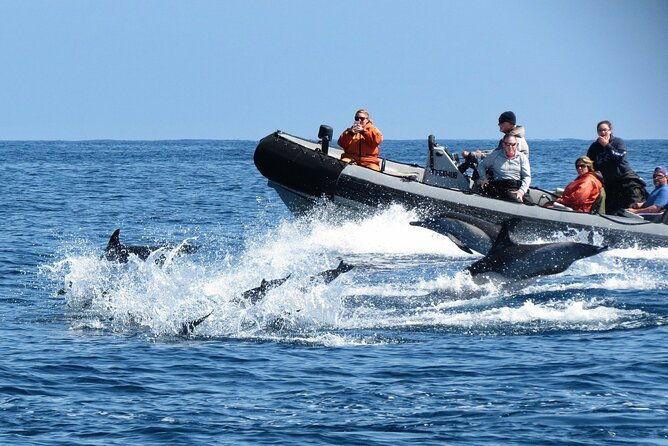 3-hour-guided-whale-and-dolphin-watching-experience-in-san-diego-2