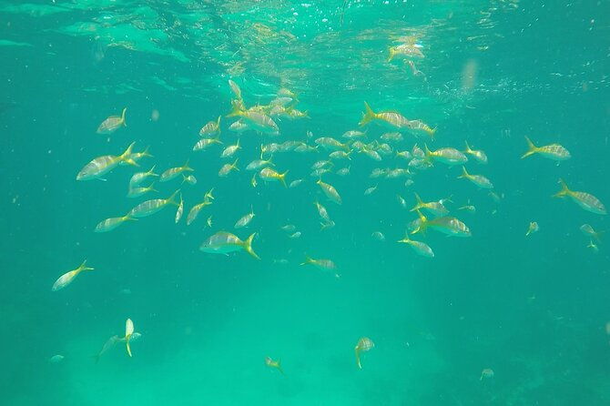3-hour-private-snorkeling-in-marathon-florida-2