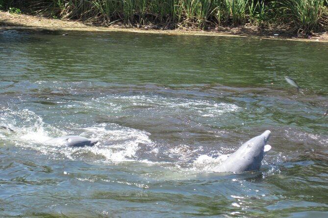 3-hour-see-crystal-river-wildlife-safari-boat-cruise